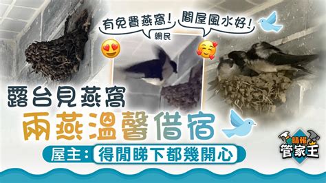 燕子巢 處理|【燕子巢 處理】燕子築巢無處可躲？教你5招輕鬆移除。